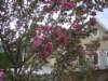 plantings05_small.jpg
